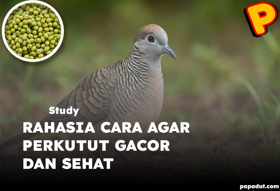 cara agar perkutut gacor