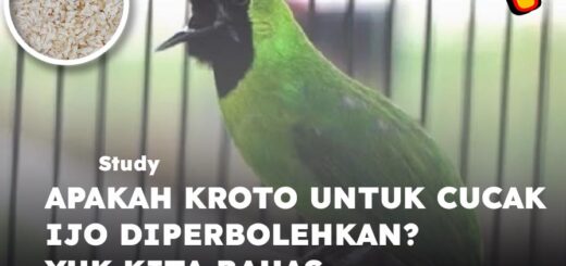 kroto untuk cucak ijo