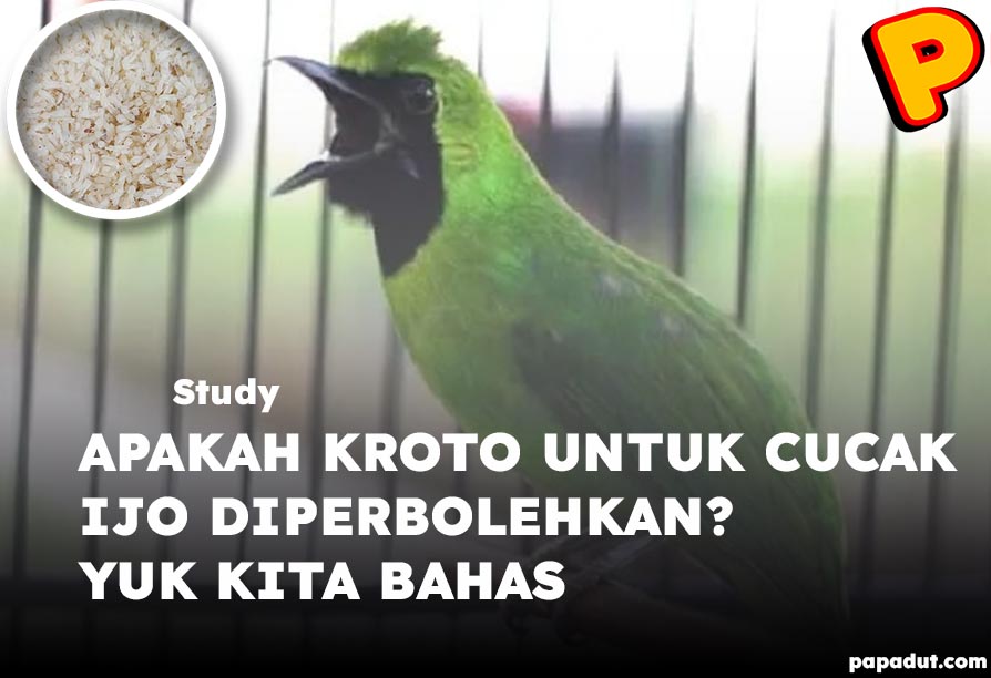 kroto untuk cucak ijo