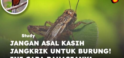 jangkrik untuk burung