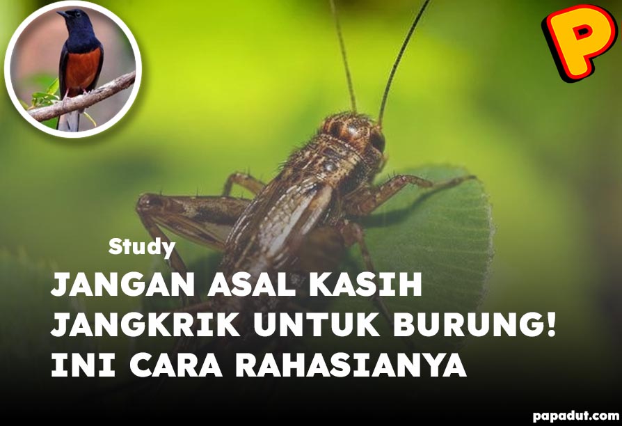 jangkrik untuk burung