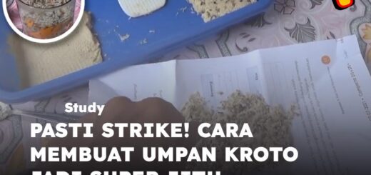 cara membuat umpan kroto